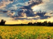 Ливни и грозы: в Украине резко изменится погода