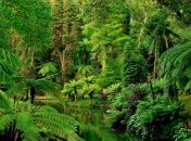 Тропический лес