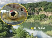 Исчезающие виды рыб