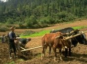 Бутан переходит на органическое сельское хозяйство