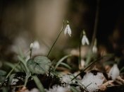 Де-не-де вже з’являються перші весняні квіти