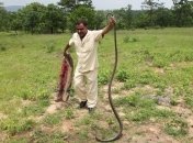 Непалец загрыз ядовитую змею