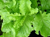 Листя салату смачніше, коли свіже