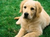 Собаки используют мимику для общения с людьми