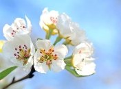 Снег идет, а яблони цветут: видео природной аномалии на Николаевщине