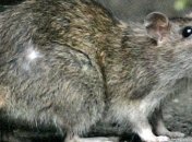 Во Львове крыса напала на кота и мужчину: видео