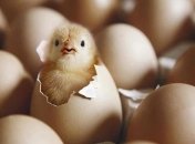 Циклопы приближают к разгадке дилеммы "курица или яйцо"