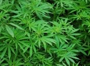 Опрос: 58% украинцев поддерживают идею легализации медицинской марихуаны