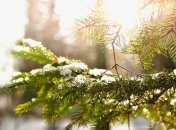 Лунный посевной календарь с 27 января по 2 февраля 2020 года