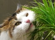 Исследователи нашли у кошек гены, присущие травоядным животным