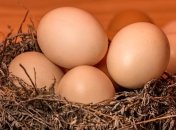 Как отличить искусственные яйца от натуральных