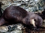 Исчезли 2 вида млекопитающих