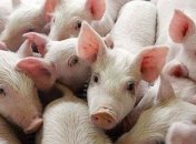 Болгария получила финансирование от ЕС на борьбу с АЧС