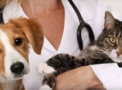 День працівників ветеринарної медицини: історія свята, привітання у віршах і листівках