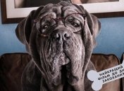 В украинский прокат выходит фильм "Моя собака Идиот"