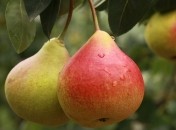 Не плодоносит груша -  причина и решение проблемы