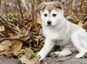 Куда "пристроить" собаку на время отпуска?