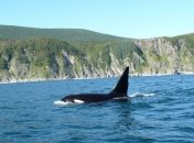 В Охотском море обнаружены 500 новых видов животных 