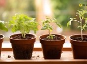 Рассада нуждается в тщательном уходе