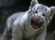 В зоопарке Бердянска родились белые тигрята (Видео)