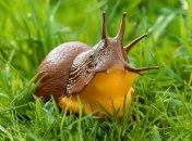 Есть действенные методы борьбы со слизнями (изображение создано с помощью ИИ)