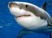 Ученые: акулы любят слушать Rock (Видео)