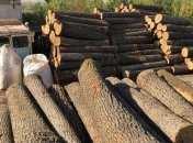 Прокуратура в Харьковской области проводит обыски в лесхозах