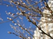 Стало известно, когда в Украину придет настоящая весна