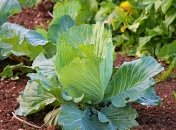 У липні рекомендується висаджувати ранньостиглі сорти капусти