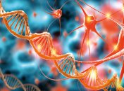 Работа мозга человека (иллюстративное фото)