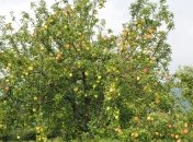 Выбор удобрений для удобрения яблони