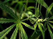 В сенат США внесли законопроект о легализации марихуаны