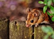 Как вывести крыс из сада - топ-3 метода