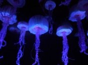 Ученые раскрыли секрет движения медуз (Видео)