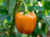 Болгарский перец поразит своим размером при правильном уходе (изображение создано с помощью ИИ)