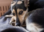 На захист собак стали небайдужі