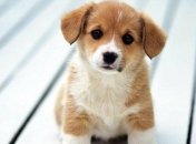 Ученые сделали интересное открытие о собаках