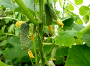 Що робити, коли жовтіють огірки