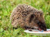 Ученые предсказали уменьшение размеров животных