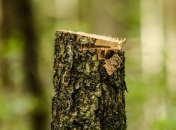 Ученые: Нескончаемая вырубка лесов может привести к гибели человечества