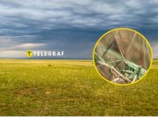 В Украине исчезает один из видов насекомых