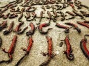 Вода застала животных врасплох, не оставив шанса спастись.