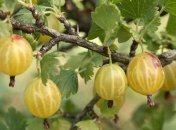 Польза и вред крыжовника для здоровья