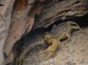 Солнцезащитный крем или защита от паразитов? Почему светятся скорпионы