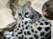 Генеты являются распространенными домашними питомцами в Африке