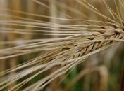 Рентабельность пивоваренного ячменя в 2012 году выросла на 25%