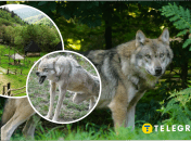 На Хмельнитчине стая волков заходит в села