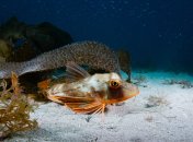 В Украине рыба известна под именем тригла