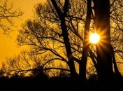 Ученые изучили влияние малых доз радиации на растения