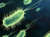 Генетики создали бактерию, которая будет запоминать информацию
